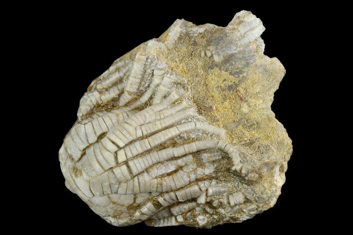 Fossil Crinoid (Zeacrinites) - Alabama #122396